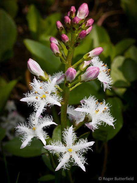 Bogbean photographed by Roger Butterfield