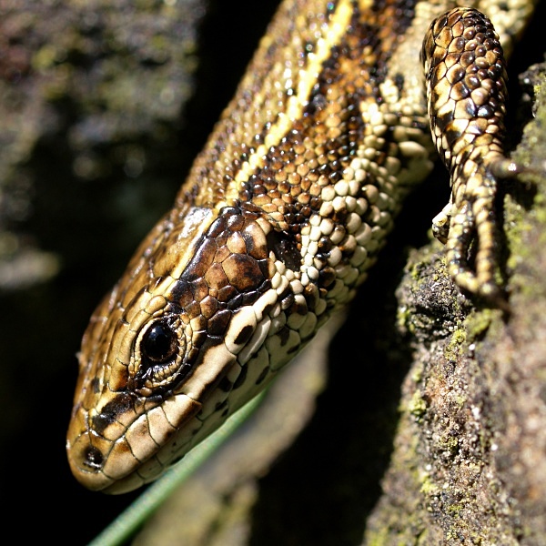 Viviparous Lizard (04) - Amphibians & Reptiles