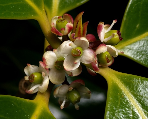 Holly flowers (female) photographed by Roger Butterfield