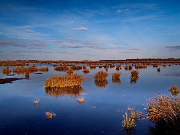 Thorne Moors - Landscapes & Habitats