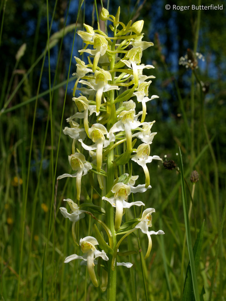 Greater Butterfly-orchid photographed by Roger Butterfield