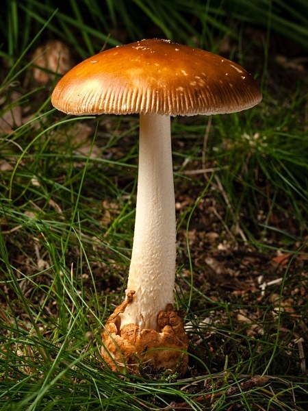 Tawny Grisette mushroom, photographed by Roger Butterfield.