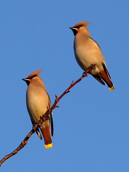 Waxwings photographed by Roger Butterfield