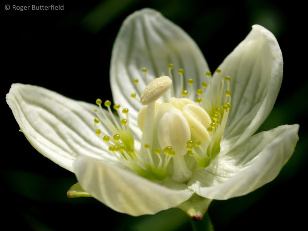 Grass-of-Parnassus photographed by Roger Butterfield