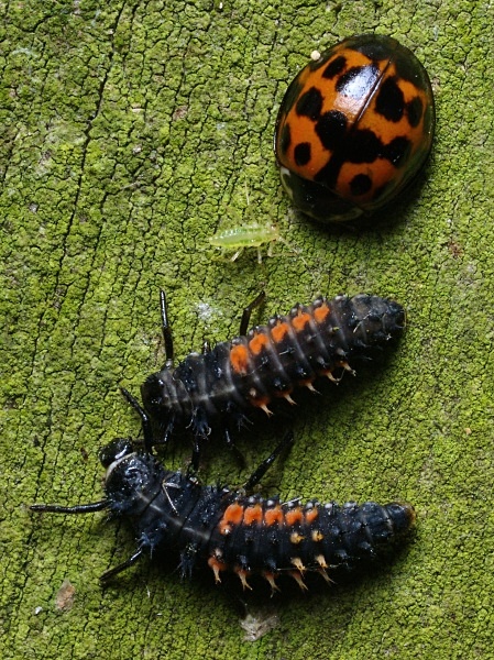 Harlequin Ladybird - Beetles