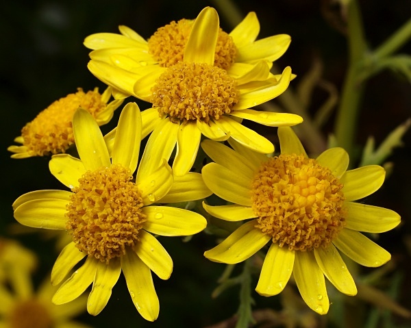 Oxford Ragwort - Sharrow School's Green Roof