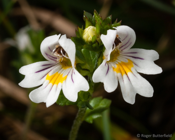 Eyebright photographed by Roger Butterfield