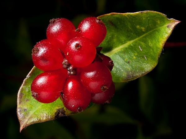 Honeysuckle Berries - Berries & Fruit
