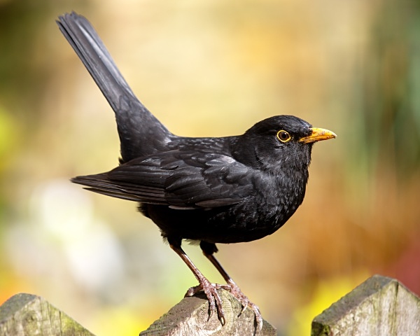 Blackbird photographed by Roger Butterfield