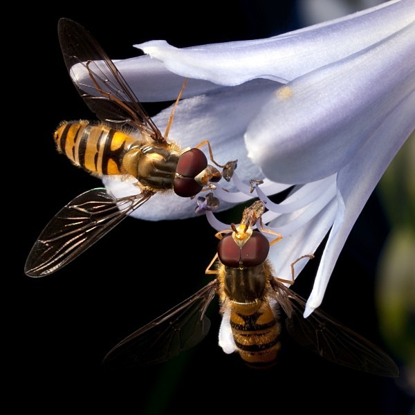 Marmalade Hoverfly (02) - Flies