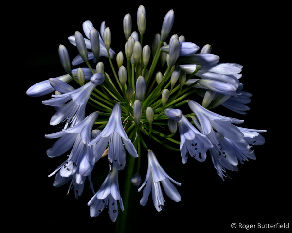 Agapanthus photographed by Roger Butterfield