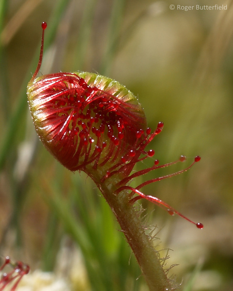 Round-leaved Sundew photographed by Roger Butterfield