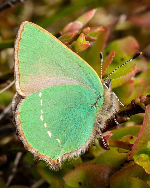 Green Hairstreak butterfly photographed by Roger Butterfield