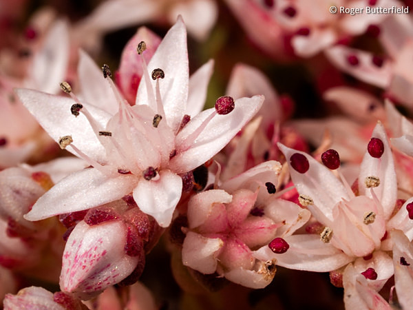 English Stonecrop photographed by Roger Butterfield