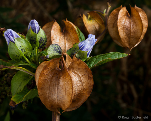 Apple-of-Peru photographed by Roger Butterfield