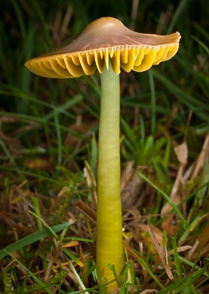 'Parrot Waxcap' mushroom, photographed by Roger Butterfield.