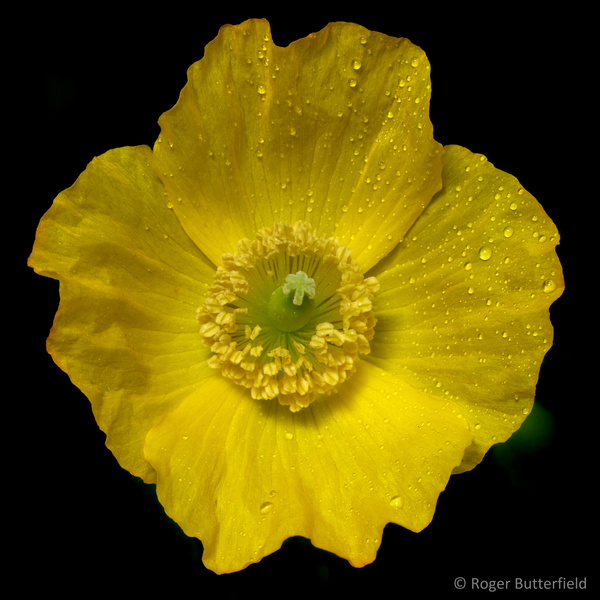 Welsh Poppy photographed by Roger Butterfield