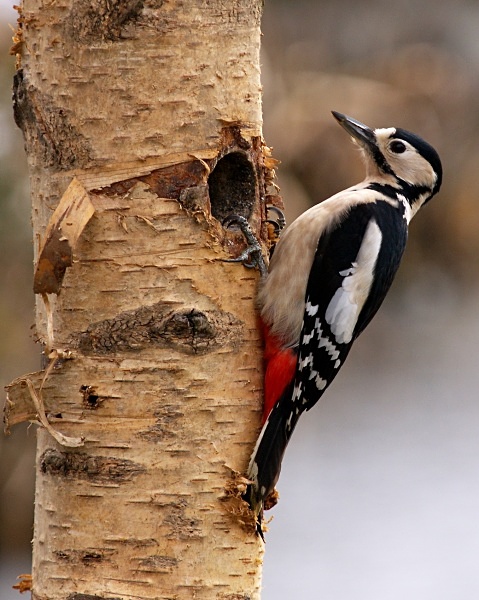 Great Spotted Woodpecker photographed by Roger Butterfield
