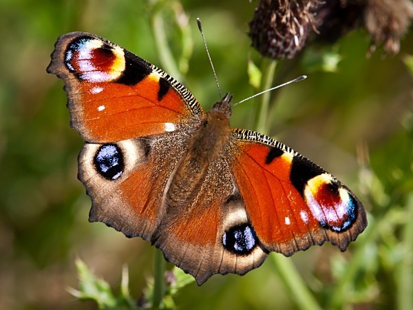 Photograph of Peacock butterfly by Roger Butterfield