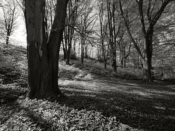 Anston Stones Wood - Landscapes
