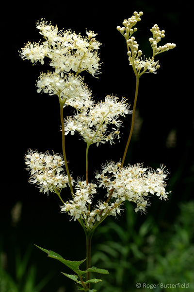Meadowsweet photographed by Roger Butterfield