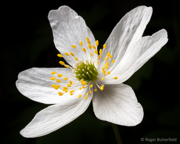 Wood Anemone photographed by Roger Butterfield