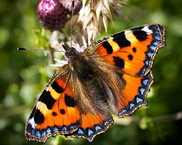 Small Tortoiseshell butterfly photographed by Roger Butterfield