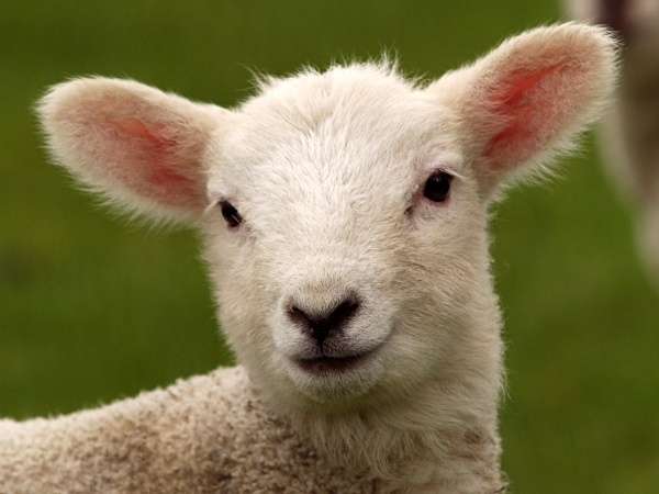Lamb - Spring