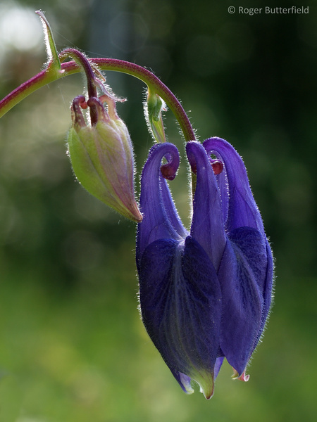 Columbine photographed by Roger Butterfield