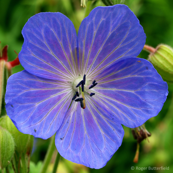 Meadow Crane's-bill photographed by Roger Butterfield