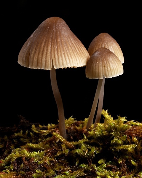 Fungi #2 - Autumn