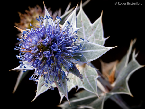 Sea-holly photographed by Roger Butterfield