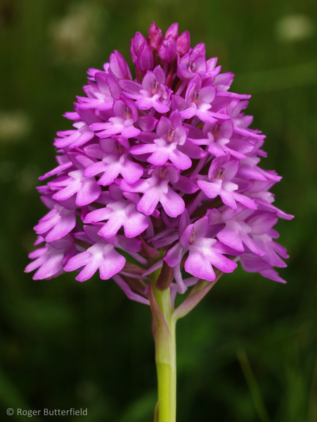 Pyramidal Orchid photographed by Roger Butterfield