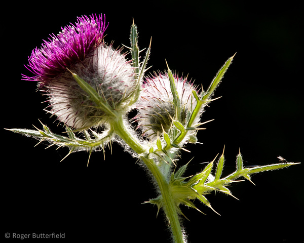 Woolly Thistle photographed by Roger Butterfield