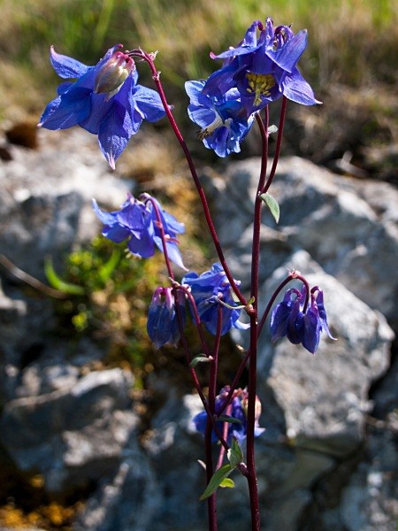 Columbine (Blue) - Deep Dale Nature Reserve