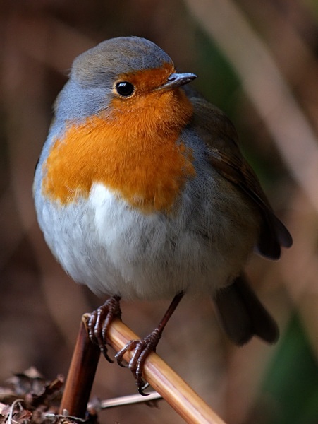 European Robin photographed by Roger Butterfield