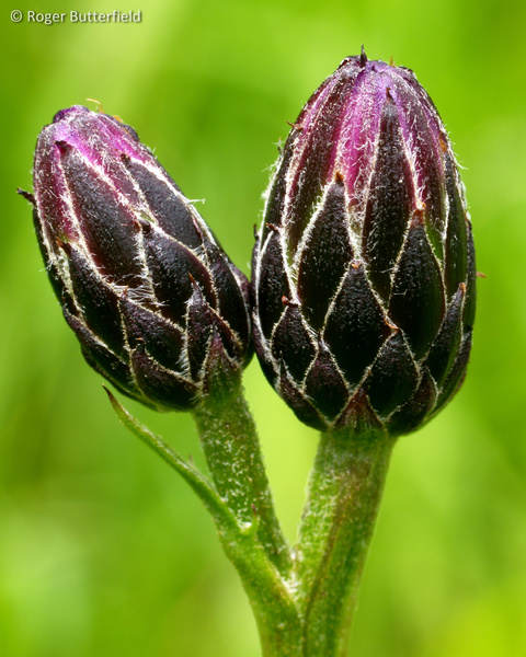 Saw-wort photographed by Roger Butterfield