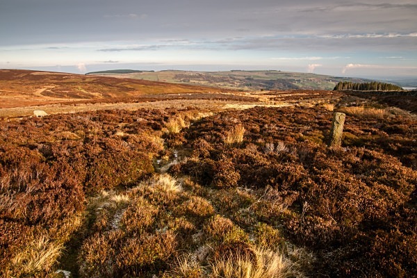 Bradfield Moors - Landscapes & Habitats