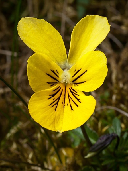 Mountain Pansy - Deep Dale Nature Reserve