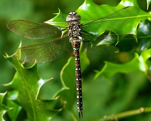 Common Hawker - Dragonflies & Damselflies