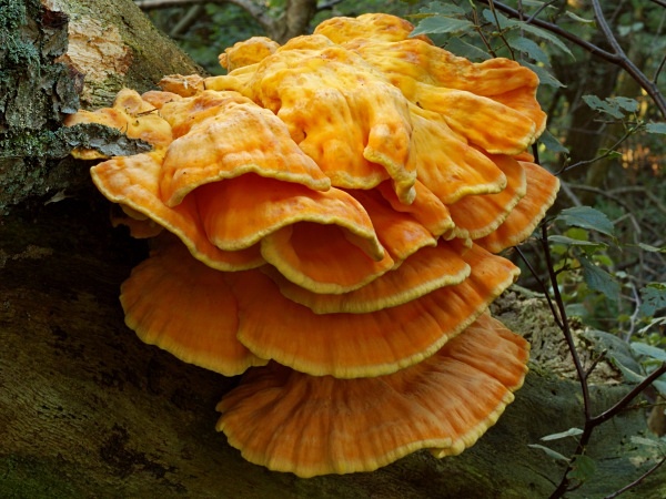 Chicken of the Woods fungus, photographed by Roger Butterfield.