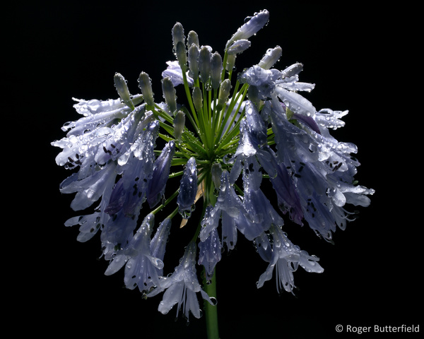 Agapanthus photographed by Roger Butterfield