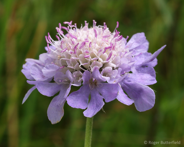 Small Scabious (?) photographed by Roger Butterfield