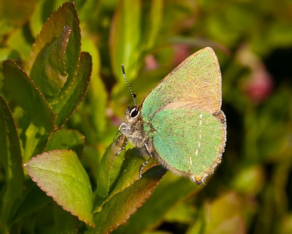 Photograph of Green Hairstreak butterfly by Roger Butterfield