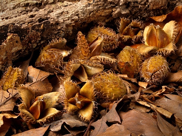 Beech Mast - Autumn