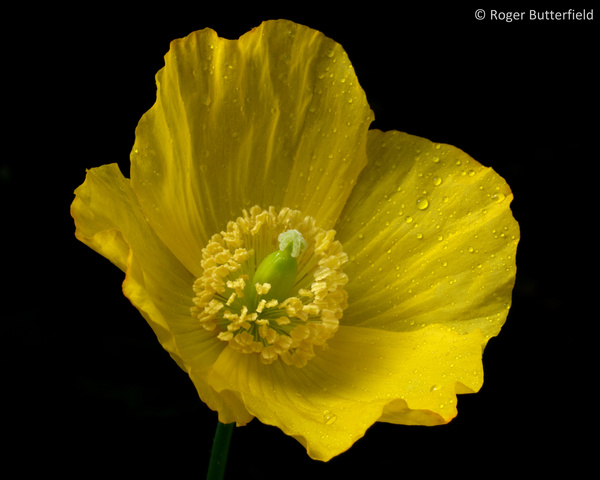 Welsh Poppy photographed by Roger Butterfield