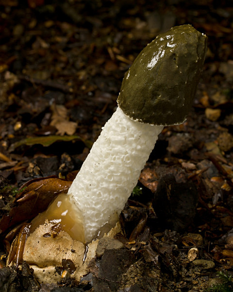 'Stinkhorn' fungus, photographed by Roger Butterfield.