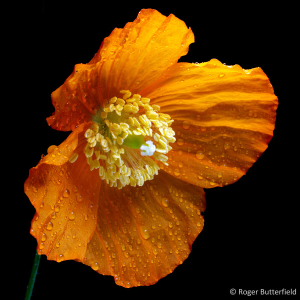Welsh Poppy photographed by Roger Butterfield