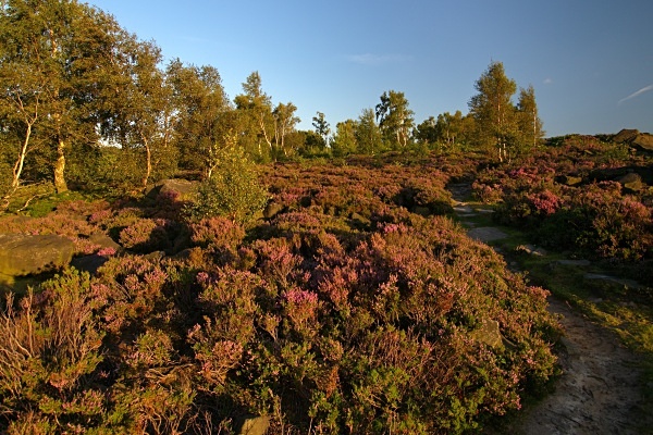 Wharncliffe Heath Nature Reserve, photographed by Roger Butterfield.