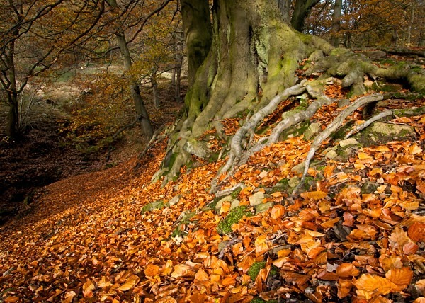 Beech Litter - Autumn